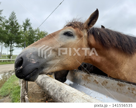 日本・北海道・十勝・帯広の牧場で飼育される、ばんえい競馬に用いられる大型のばん馬 日本・北海道・十勝・帯広の牧場で飼育される、ばんえい競馬に用いられる大型のばん馬 141556535