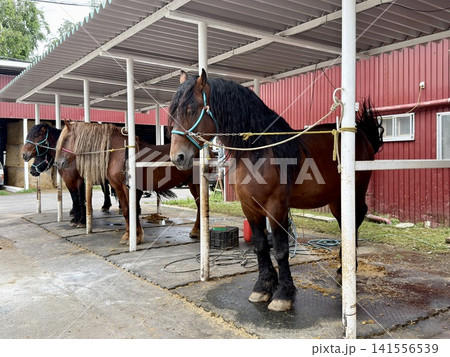 日本・北海道・十勝・帯広の牧場で飼育される、ばんえい競馬に用いられる大型のばん馬 日本・北海道・十勝・帯広の牧場で飼育される、ばんえい競馬に用いられる大型のばん馬 141556539