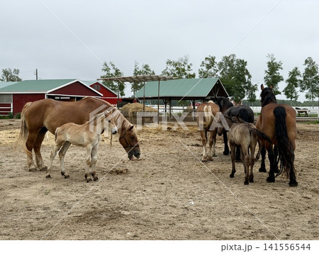 日本・北海道・十勝・帯広の牧場で飼育される、ばんえい競馬に用いられる大型のばん馬 日本・北海道・十勝・帯広の牧場で飼育される、ばんえい競馬に用いられる大型のばん馬 141556544