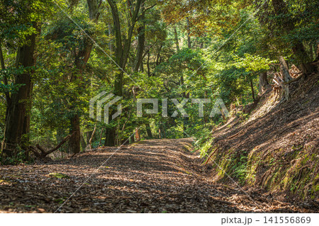 三井寺(長等山園城寺)境内の樹林風景 滋賀県大津市 三井寺(長等山園城寺)境内の樹林風景 滋賀県大津市 141556869