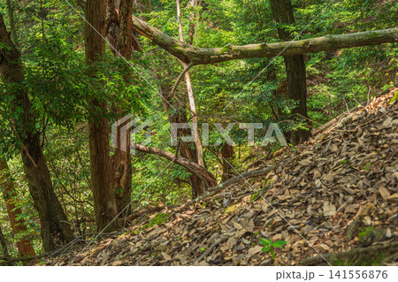 三井寺（長等山園城寺）境内の樹林風景　滋賀県大津市 141556876