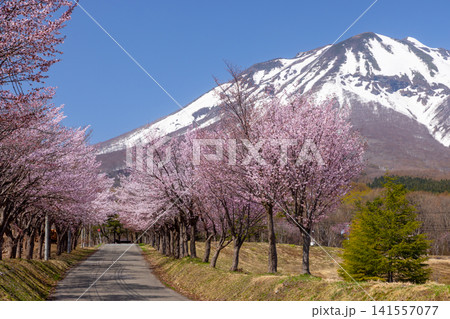 青森県弘前市百沢裾野 オオヤマザクラネックレスロードに面する岩木山総合公園の桜並木と残雪の岩木山 青森県弘前市百沢裾野 オオヤマザクラネックレスロードに面する岩木山総合公園の桜並木と残雪の岩木山 141557077