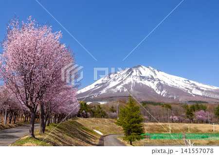 青森県弘前市百沢裾野 オオヤマザクラネックレスロードに面する岩木山総合公園の桜並木と残雪の岩木山 青森県弘前市百沢裾野 オオヤマザクラネックレスロードに面する岩木山総合公園の桜並木と残雪の岩木山 141557078