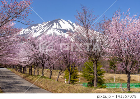 青森県弘前市百沢裾野　オオヤマザクラネックレスロードに面する岩木山総合公園の桜並木と残雪の岩木山 141557079