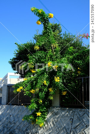 石造りの壁に咲き誇る黄色い花と青空 141557090