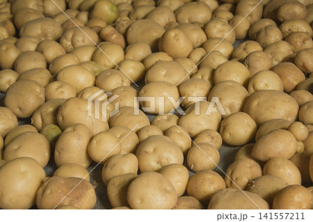 Fresh potatoes on the farm. Fresh potatoes on the farm. 141557211