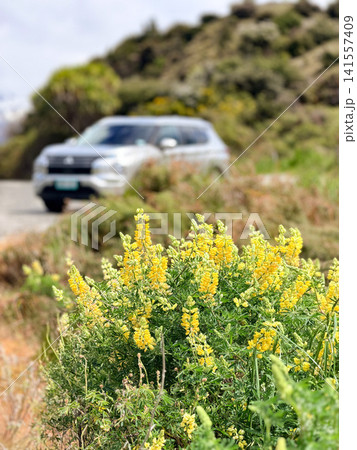 黄色いルピナスの花と車 黄色いルピナスの花と車 141557409