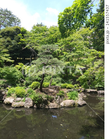 東京都国分寺市　殿ヶ谷戸庭園の池と新緑の日本庭園 141557437