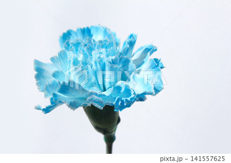 It's a white background and blue carnations. 141557625