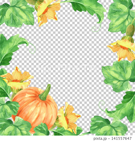 Square frame of the pumpkins with the leaves and flowers. Watercolor illustration. Handmade art work. For packaging design, cards, prints, product labels and fabric. Square frame of the pumpkins with the leaves and flowers. Watercolor illustration. Handmade art work. For packaging design, cards, prints, product labels and fabric. 141557647