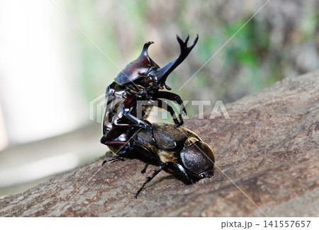 カブトムシの求愛行動 カブトムシの求愛行動 141557657