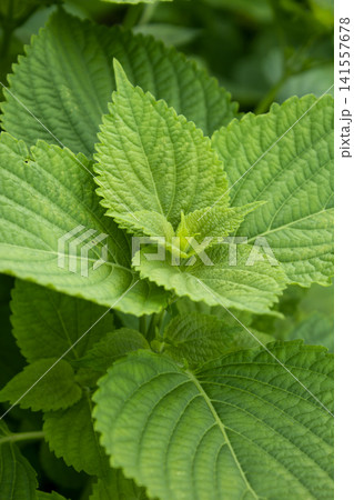 This is a close-up of a perilla leaf. 141557678