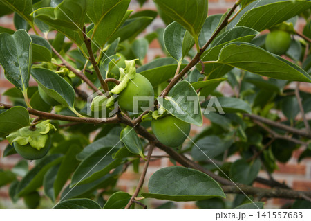 It is a persimmon tree branch with unripe persimmons hanging from it. It is a persimmon tree branch with unripe persimmons hanging from it. 141557683
