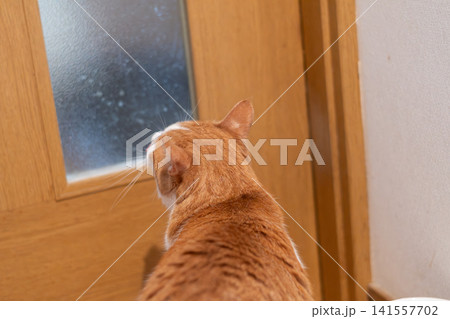 ドアの前で待つ猫の後ろ姿 茶トラ白 ドアの前で待つ猫の後ろ姿 茶トラ白 141557702