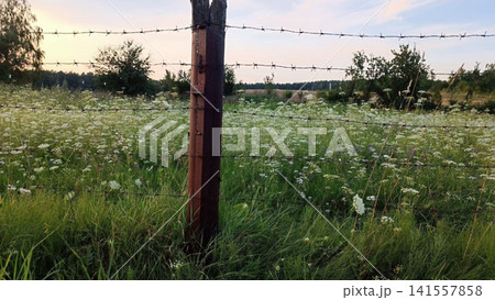 Barbed wire fence with weathered post frames lush green meadow blooming with white wildflowers. Soft golden hour lighting enhances warm tones against pale blue sky Barbed wire fence with weathered post frames lush green meadow blooming with white wildflowers. Soft golden hour lighting enhances warm tones against pale blue sky 141557858