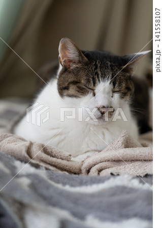 寝そべってくつろぐ可愛い猫 キジトラ猫 寝そべってくつろぐ可愛い猫 キジトラ猫 141558107