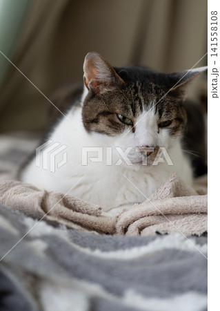 寝そべってくつろぐ可愛い猫 キジトラ猫 寝そべってくつろぐ可愛い猫 キジトラ猫 141558108