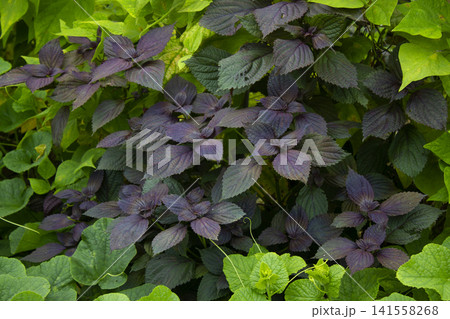close up Purple Perilla frutescens leaves. close up Purple Perilla frutescens leaves. 141558268
