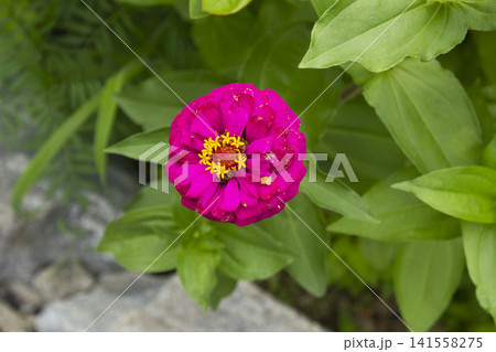 It is a zinnia in full bloom. 141558275