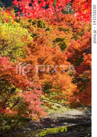 紅色に染まる清流志駒川もみじロード沿いの錦秋風景 Ver2 紅色に染まる清流志駒川もみじロード沿いの錦秋風景 Ver2 141558280