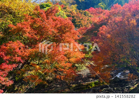 紅色に染まる清流志駒川もみじロード沿いの錦秋風景 Ver1 紅色に染まる清流志駒川もみじロード沿いの錦秋風景 Ver1 141558282
