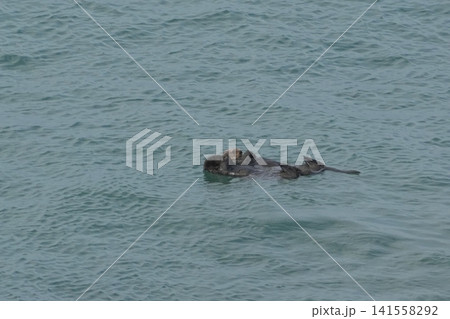 霧多布岬の野生ラッコ・海に浮かぶ可愛い姿 霧多布岬の野生ラッコ・海に浮かぶ可愛い姿 141558292