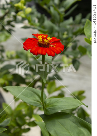 It is a zinnia in full bloom. It is a zinnia in full bloom. 141558411