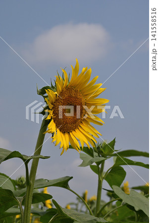夏の畑で咲く向日葵と空 141558516