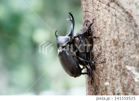 カブトムシの求愛行動 カブトムシの求愛行動 141558525