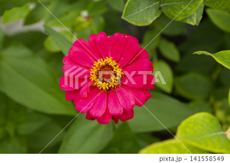 It is a zinnia in full bloom. 141558549