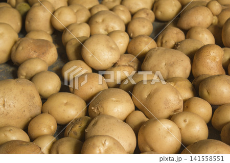 Fresh potatoes on the farm. Fresh potatoes on the farm. 141558551