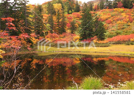 赤いナナカマドの枝越しに望む大雪高原沼の紅葉 141558581