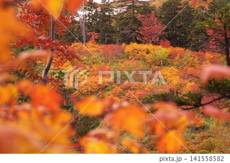 ぼかした前景越しに見る大雪高原沼の紅葉の斜面 ぼかした前景越しに見る大雪高原沼の紅葉の斜面 141558582