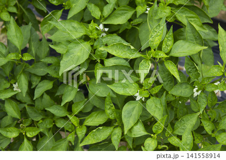 It is a chili pepper tree in bloom. 141558914