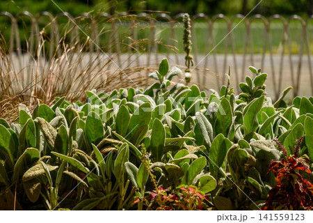Green garden plants in sunlight 141559123