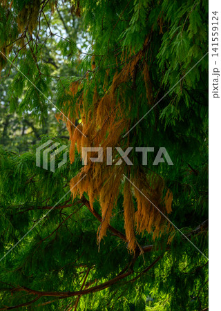Green conifer branches with brown dry needles Green conifer branches with brown dry needles 141559124