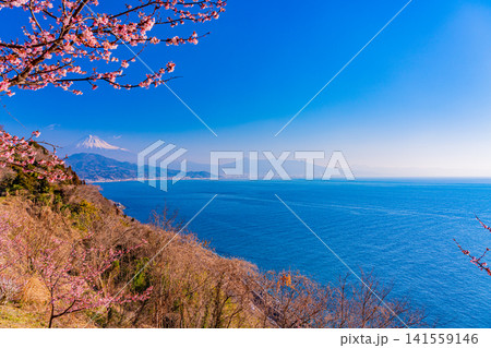 【静岡県】河津桜咲く、薩埵峠(さったとうげ)から見る富士山 【静岡県】河津桜咲く、薩埵峠(さったとうげ)から見る富士山 141559146