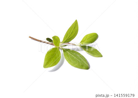 It is an azalea leaf placed against a white background. 141559179