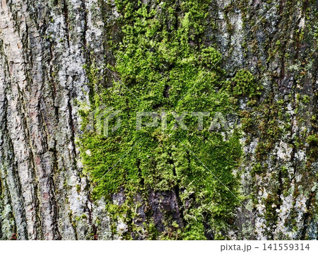 Close-up of green moss on textured tree bark Close-up of green moss on textured tree bark 141559314