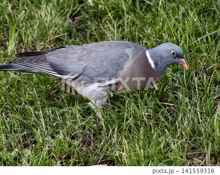 Wood pigeon foraging on grassy field with detailed plumage 141559316
