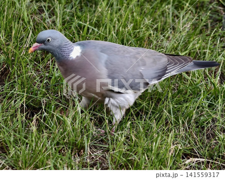 Wood pigeon standing on grassy lawn with soft natural light Wood pigeon standing on grassy lawn with soft natural light 141559317