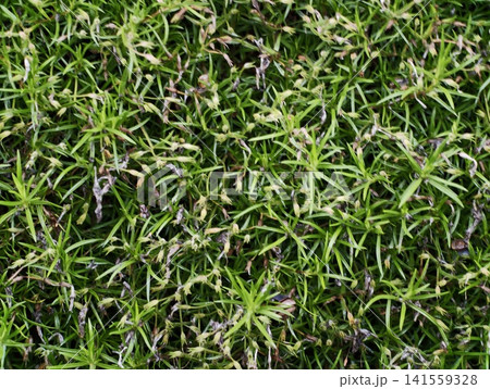 Close-up of dense green lawn moss and grass Close-up of dense green lawn moss and grass 141559328