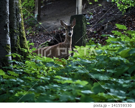 White-tailed deer doe standing in shaded forest undergrowth 141559330