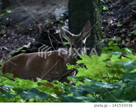 Young deer resting in shaded forest undergrowth Young deer resting in shaded forest undergrowth 141559336