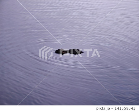 Otter swimming on calm reflective water with ripples Otter swimming on calm reflective water with ripples 141559343