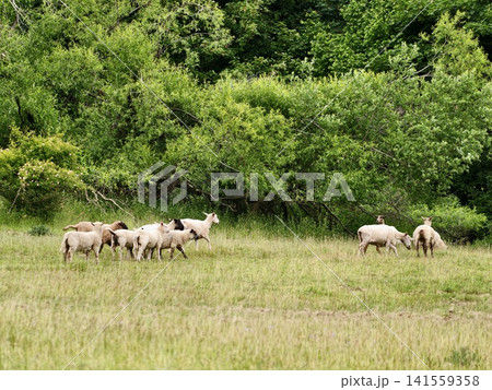 Grazing sheep flock on grassy meadow near green woodland Grazing sheep flock on grassy meadow near green woodland 141559358