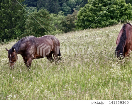Two brown horses grazing in wildflower meadow by forested hillside Two brown horses grazing in wildflower meadow by forested hillside 141559360