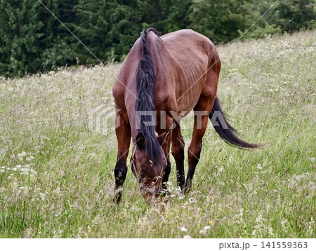 Brown horse grazing in wildflower meadow with forest backdrop 141559363