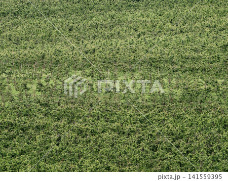 Aerial view of dense green vineyard rows on hillside Aerial view of dense green vineyard rows on hillside 141559395