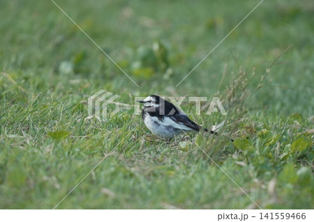 ハクセキレイの野鳥写真・草地での一瞬 ハクセキレイの野鳥写真・草地での一瞬 141559466